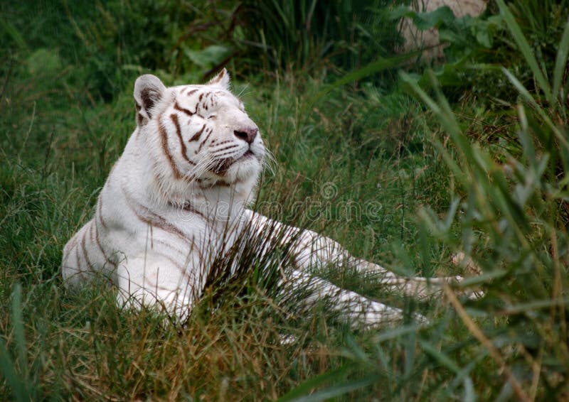 White Tiger