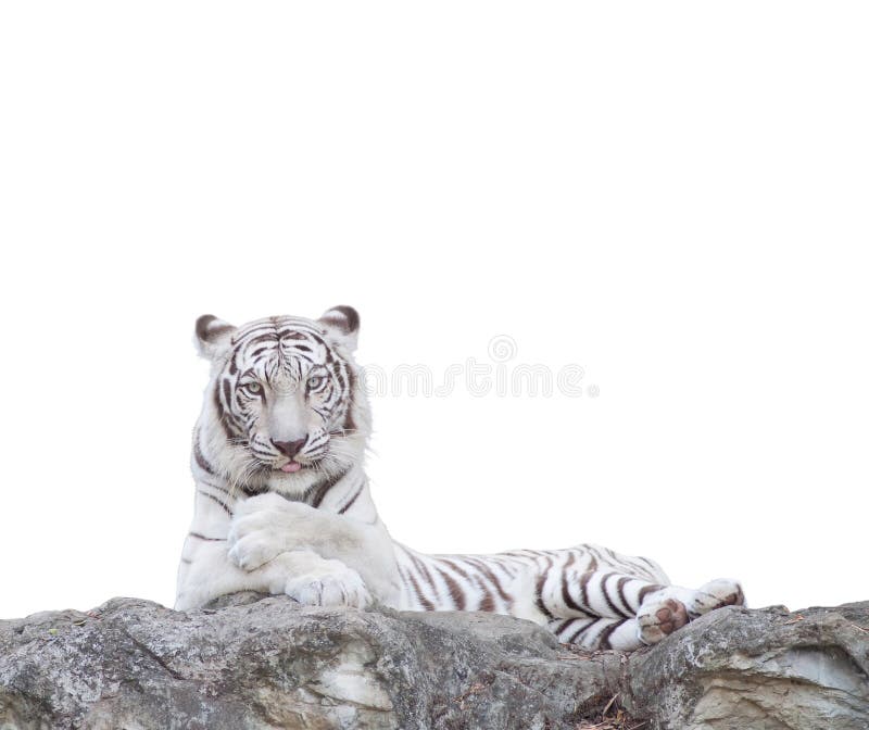 WHITE TIGER