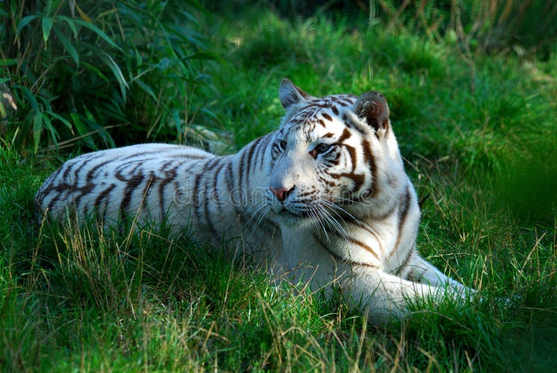 White Tiger royalty free stock photo