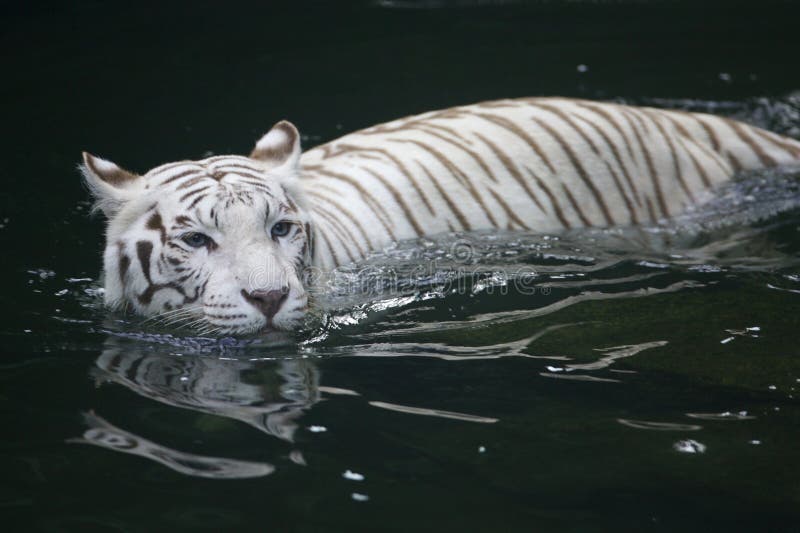 White Tiger