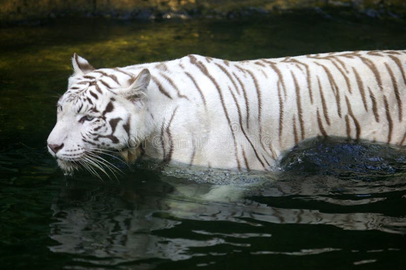 White Tiger