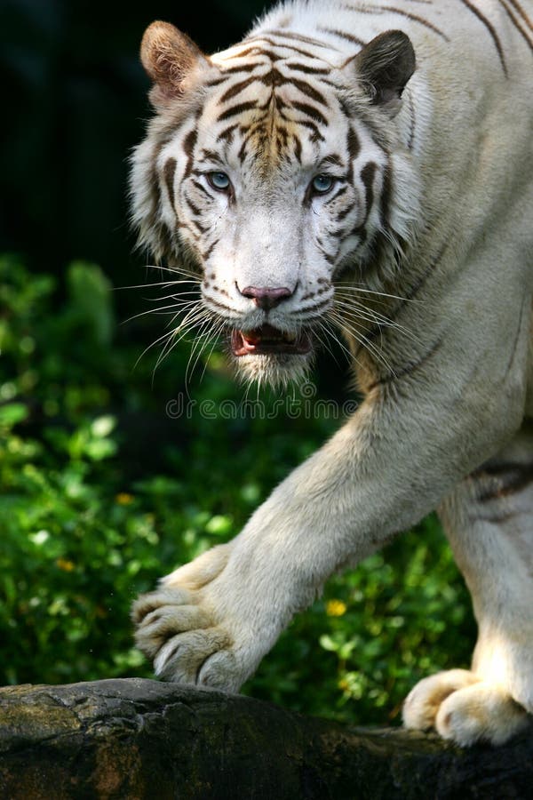 White Tiger