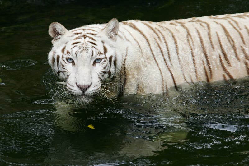 White Tiger