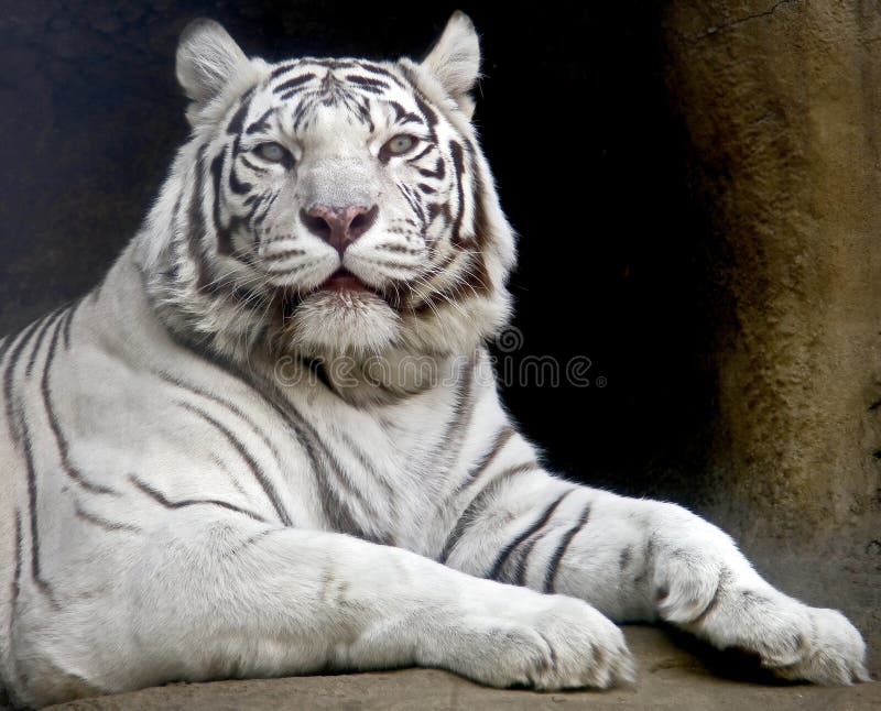 White tiger 5