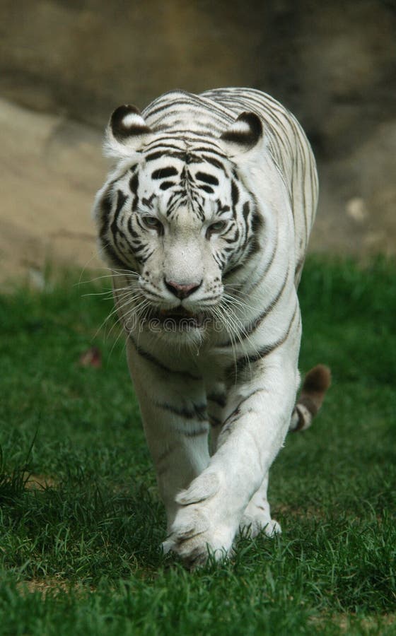 White tiger india Cut Out Stock Images & Pictures - Page 2 - Alamy
