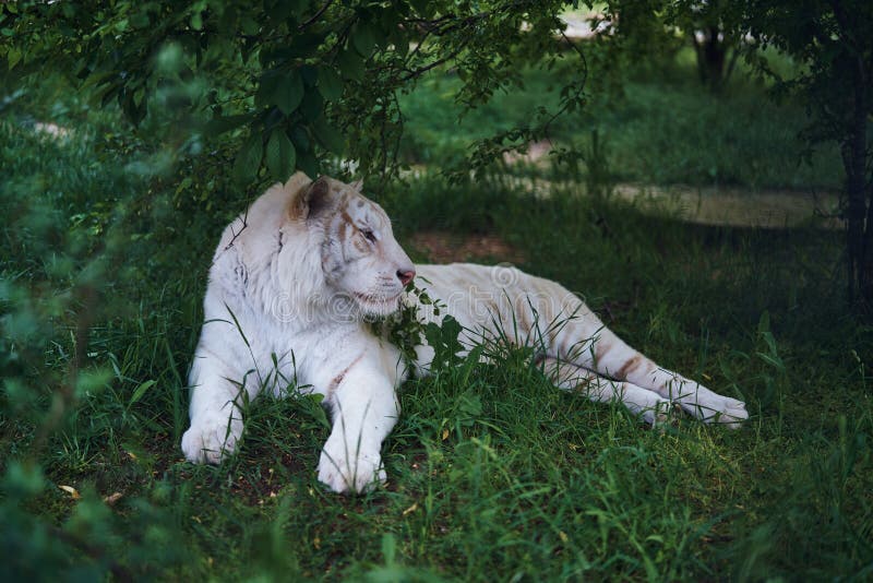 2,417 Albino Animals Stock Photos - Free & Royalty-Free Stock Photos from Dreamstime 2,417 Albino Animals Stock Photos - Free & Royalty-Free Stock Photos from Dreamstime