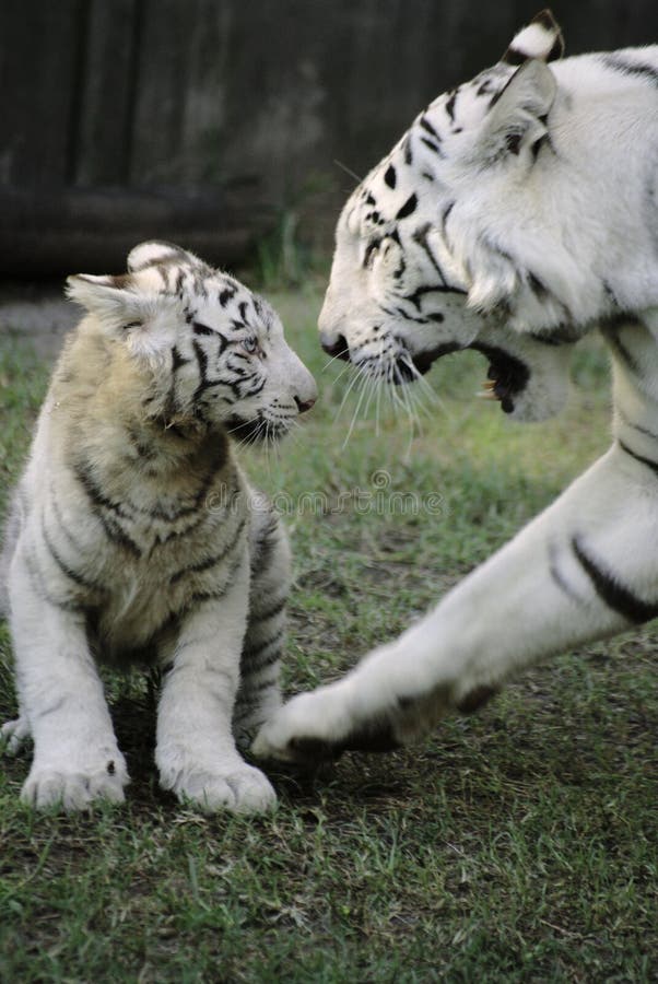 Madre e figlio a giocare.