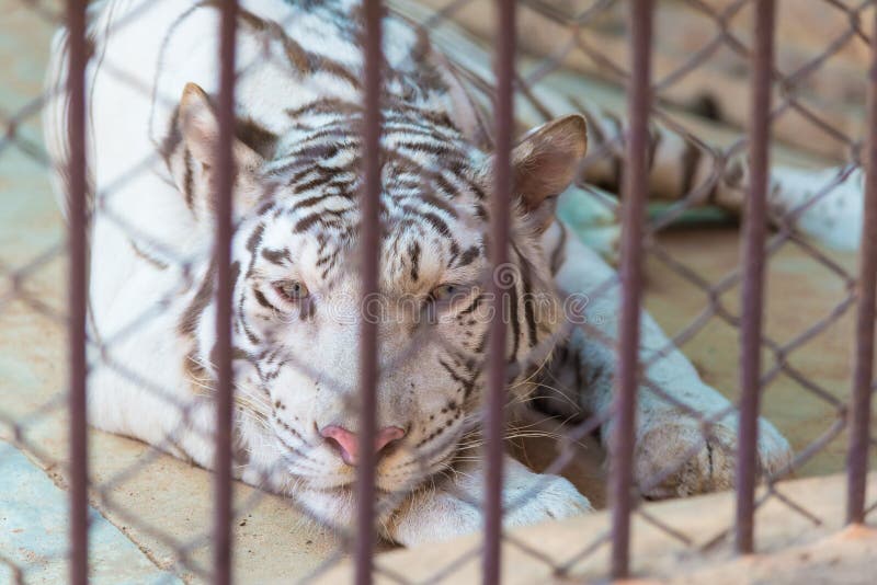 White Tiger in Cage of the Zoo Stock Image Image of roaring, cage