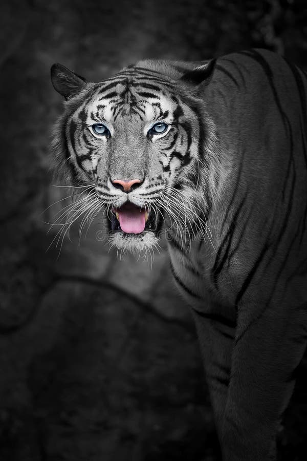 White tiger face. stock photo. Image of bengal, elephant - 119741702
