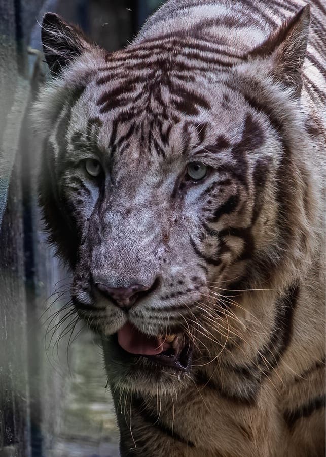 White Tiger a close up stock image. Image of asia, strong 226733683