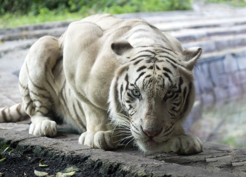 White Tiger Crouched before Jumping Stock Photo Image of beautiful