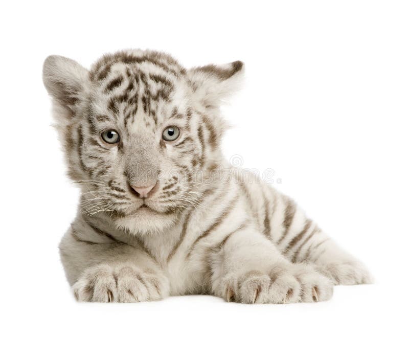 White Tiger cub (2 months)