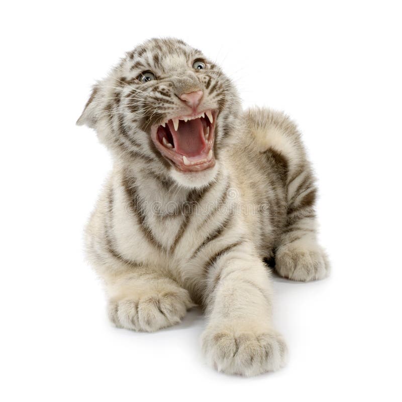 Download White Tiger cub (3 months) stock photo. Image of predator - 2419686