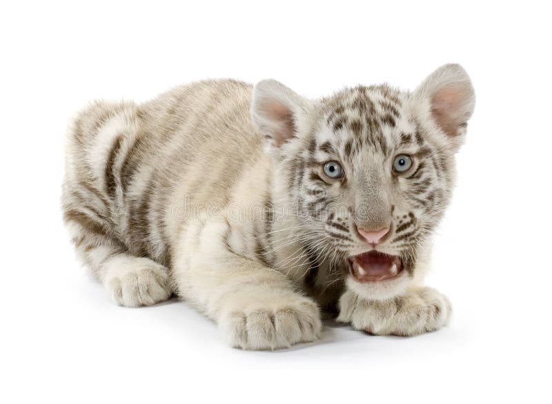 White Tiger cub (3 months) stock image. Image of female 2419795