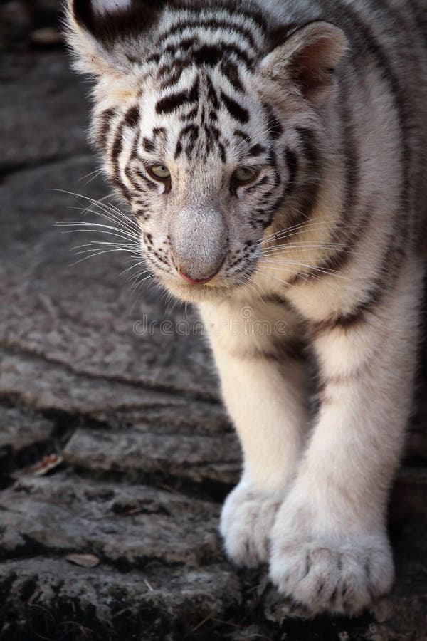 White Tiger Cub stock photo. Image of curious, tiger, carnivore 8593946