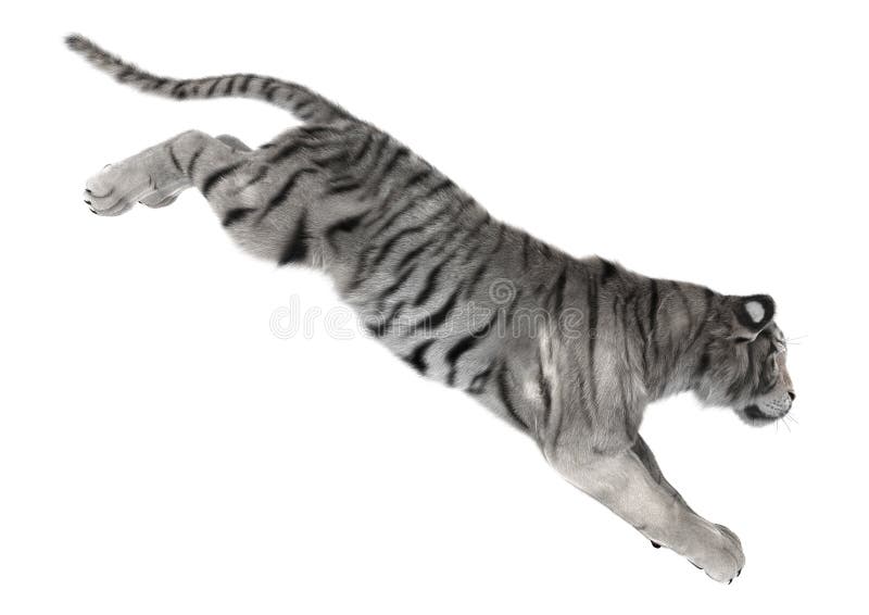 339 Jumping White Tiger Stock Photos Free & RoyaltyFree Stock Photos