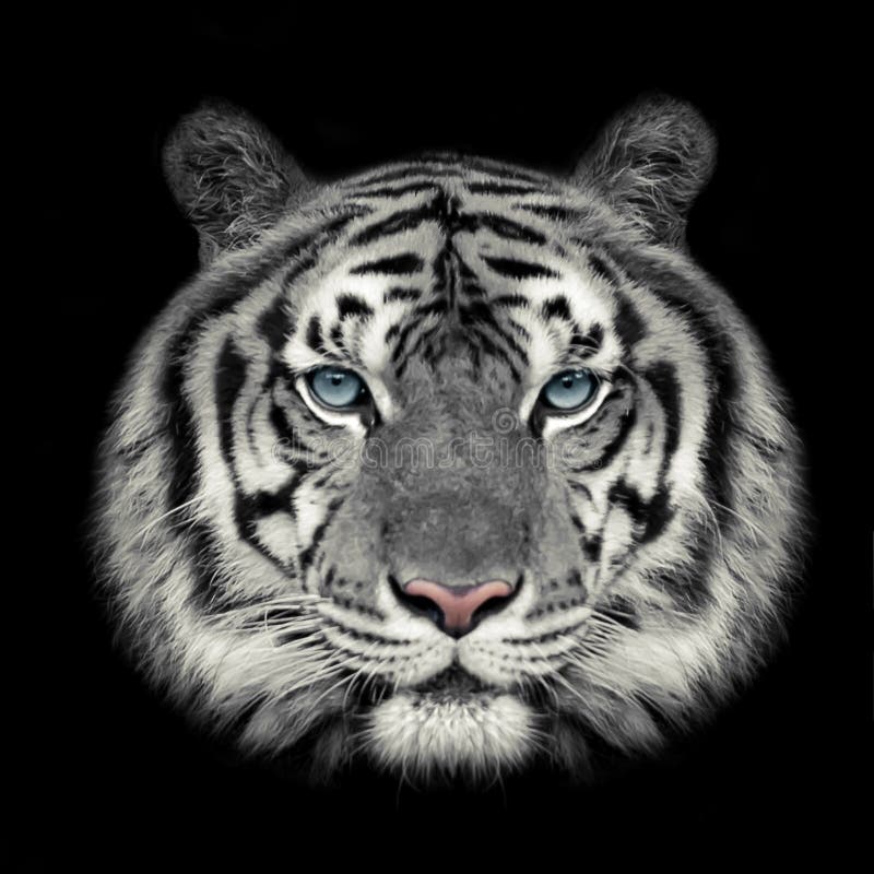 tiger face wallpaper hd