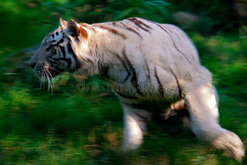 White Tiger high speed action