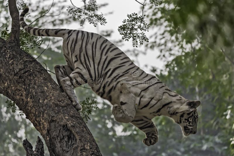 White Tiger Jumping Down from a Tree. Stock Image Image of tree