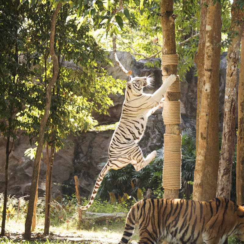 White tiger jumping stock image. Image of animal, tree 64437139