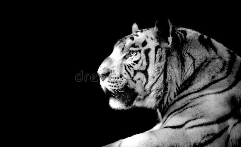 Hình ảnh hổ trắng đen làm nổi bật sức mạnh, uy lực và độc đáo của loài động vật này. Đây là một nét đẹp đầy trang trọng và tinh tế, chắc chắn sẽ làm hài lòng những người yêu thích vẻ đẹp của thiên nhiên.