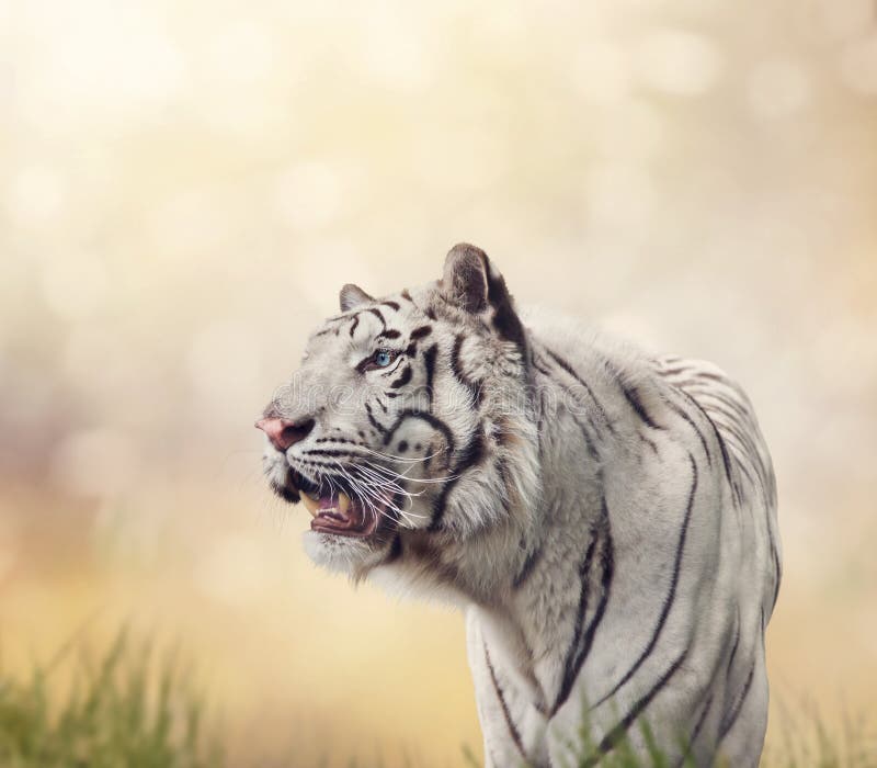 White Tiger Portrait Stock Photo Image Of Animal Portrait 29837176