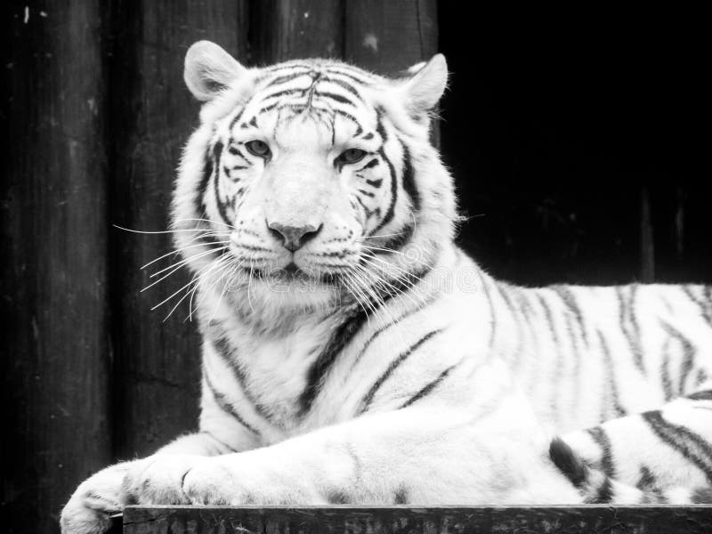 White tiger portrait. Black and white image royalty free stock photos White tiger portrait. Black and white image royalty free stock photos