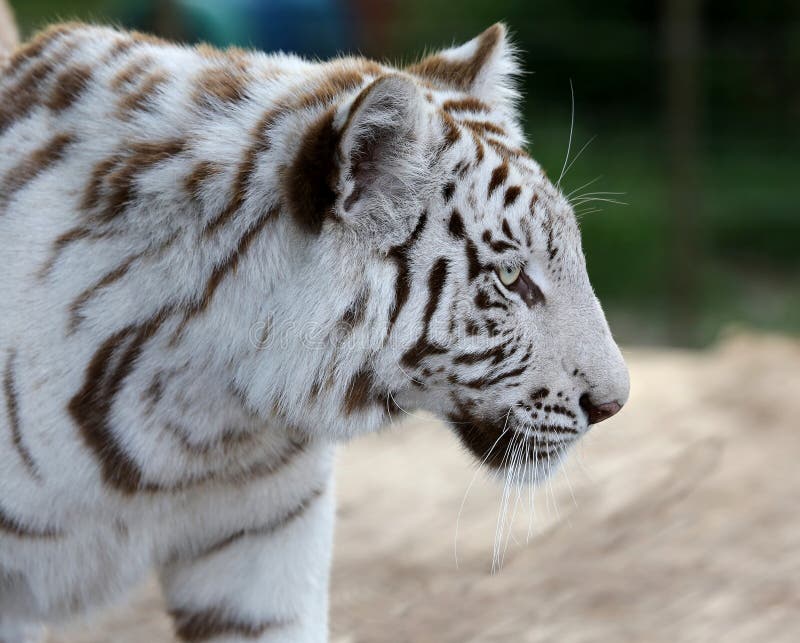 White Tiger Profile stock image. Image of tigris, nature 34962825