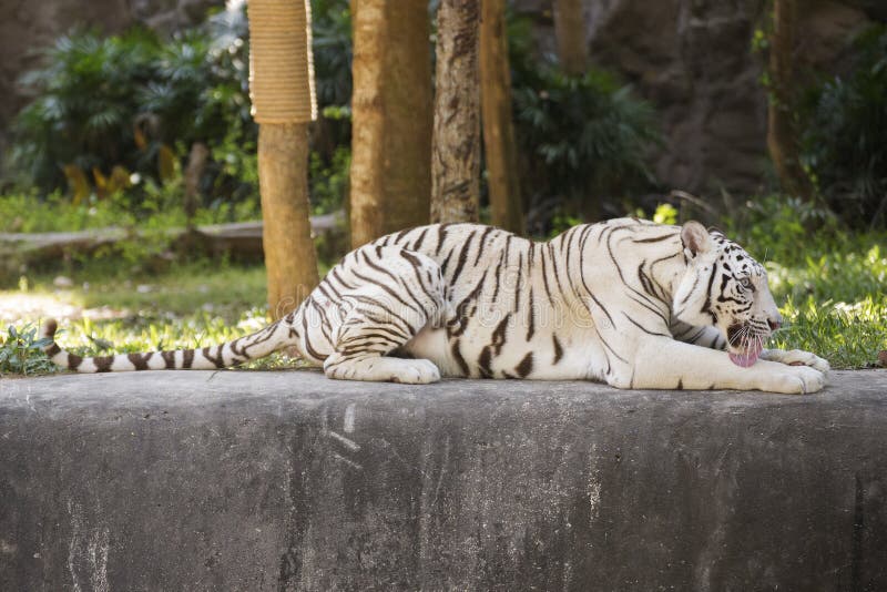 The white tiger resting