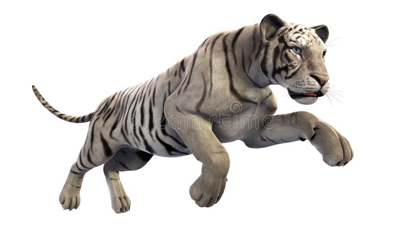 Free Vectors  Bengal tiger (whole body, with contour line)