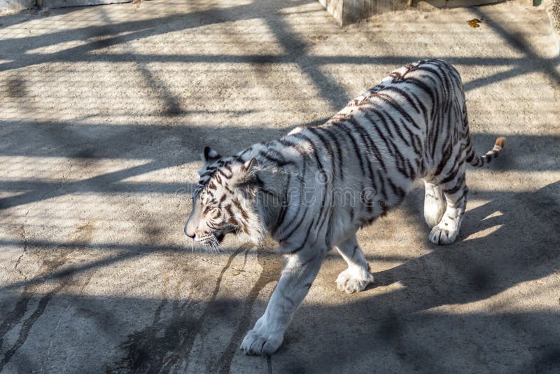 A White Tiger in the Siberian Tiger Park, Harbin, China Stock Image
