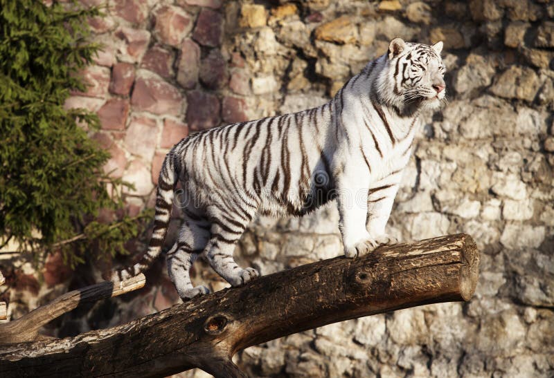 White tiger standing on a log over a gap. Log animal stock images, royalty-free photos and pictures