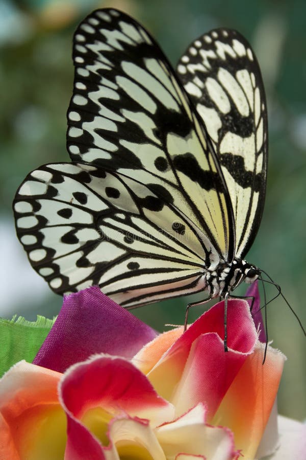 White Tiger Butterfly
