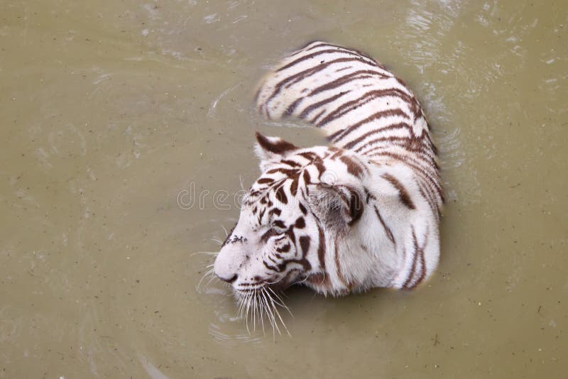 Image of a white (albino) tiger wading and cooling in a fresh water hole. Image of a white (albino) tiger wading and cooling in a fresh water hole