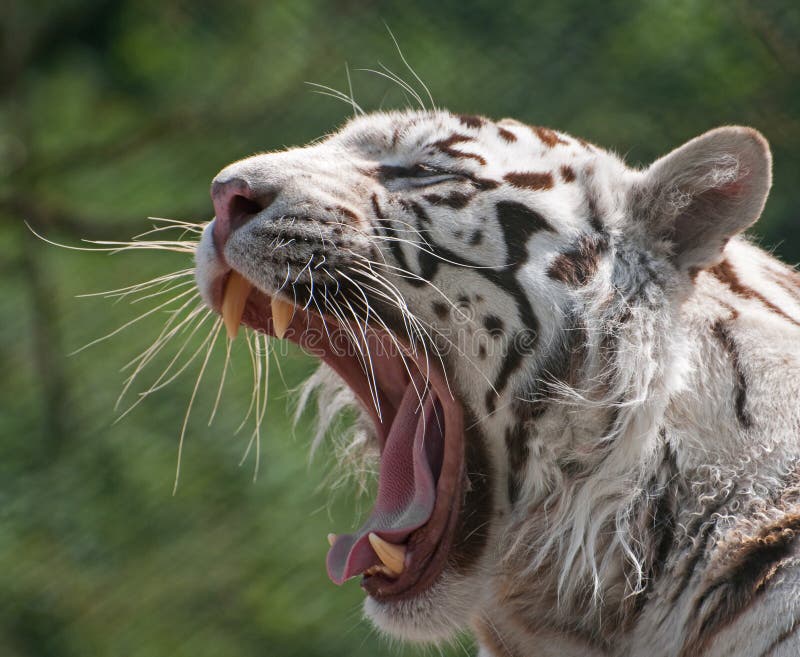 White Tiger Yawning royalty free stock photography