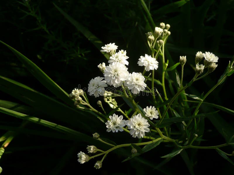 White Tiny Delicate Flowers Growing in the Garden Stock Image Image