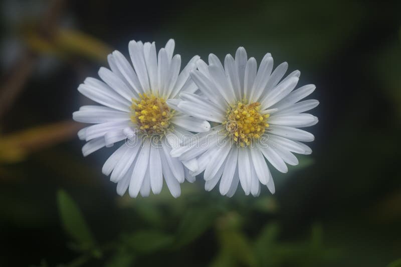 White Tiny Sea Aster Flower. Stock Image Image of green, flora 239531945