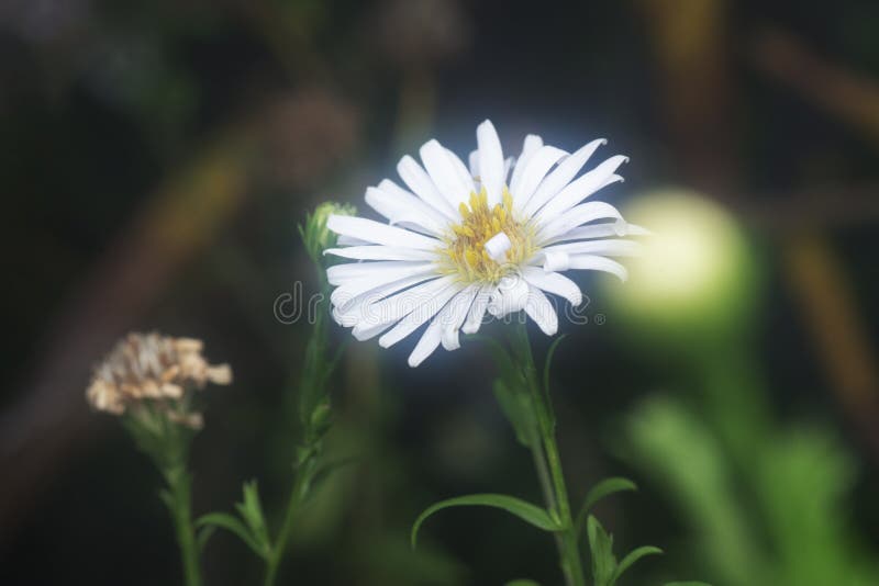 White Tiny Sea Aster Flower. Stock Image Image of flower, marsh