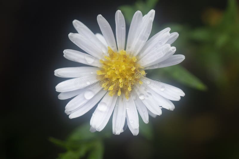 White Tiny Sea Aster Flower. Stock Photo Image of blooming, beauty