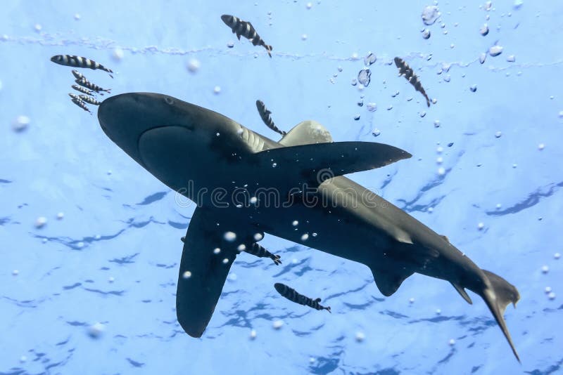 White tip oceanic shark stock photo. Image of nature - 28178184