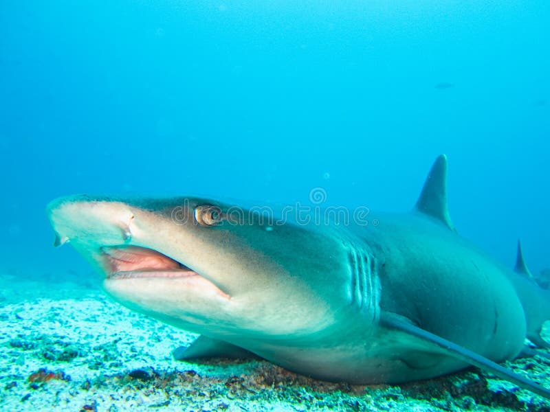 White tip reef shark close up galapagos islands ecuador