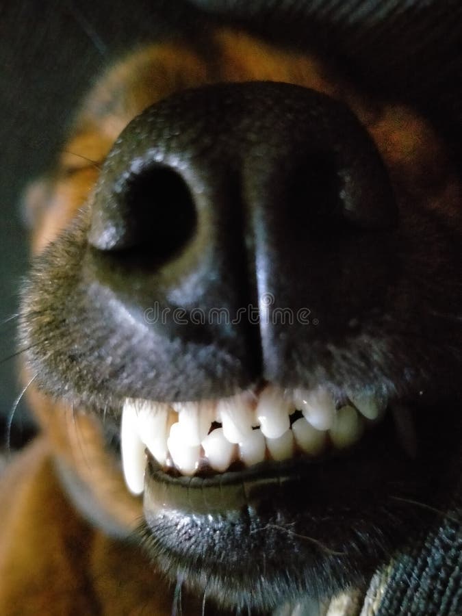 White Tooth in Big Smile Brown Dog Stock Image Image of smile, tooth 221343463