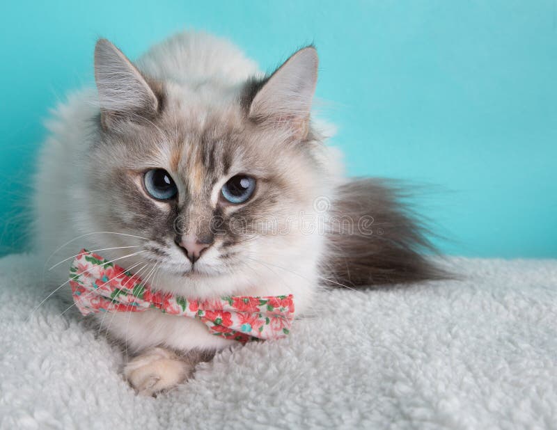 tortoiseshell and white cat with blue eyes