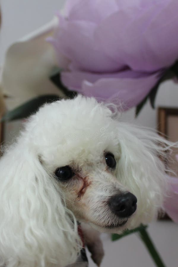 white toy poodle on hands on a background of lilac flowers