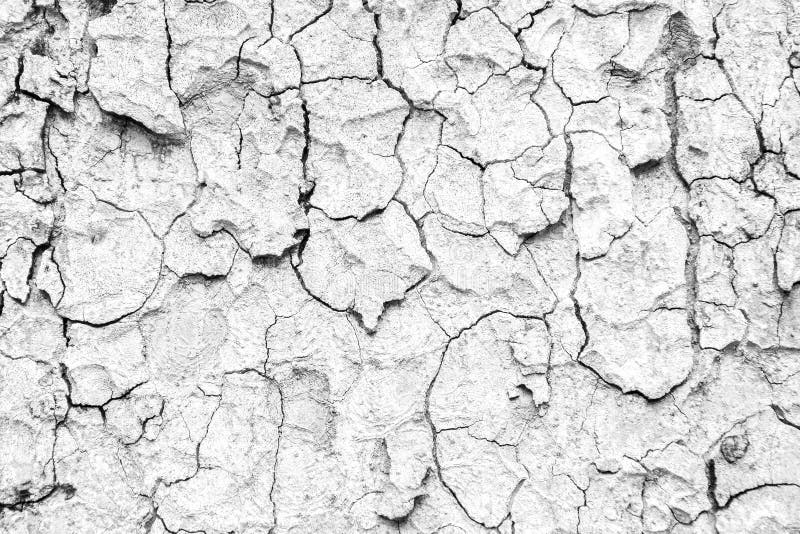 White tree bark wood texture stock photography