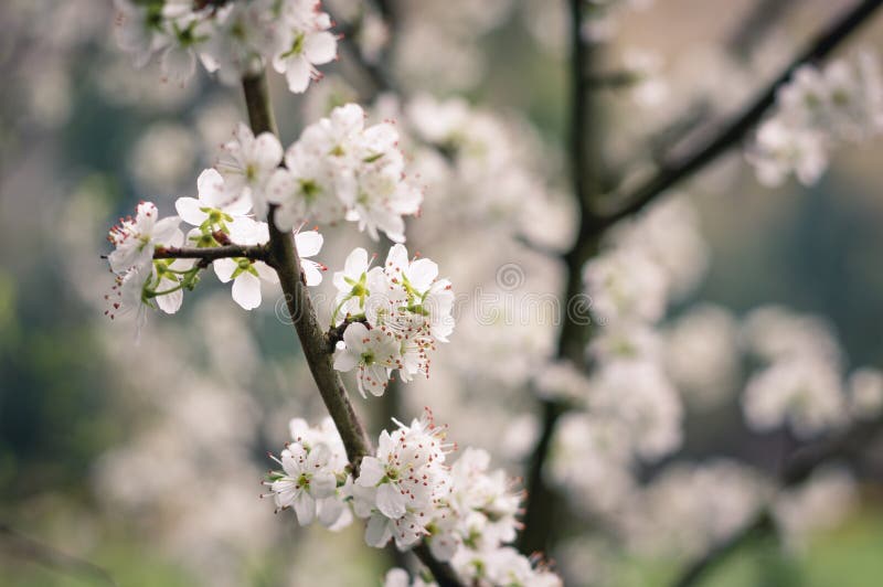 White tree blossom stock image. Image of nature, growth 95406213