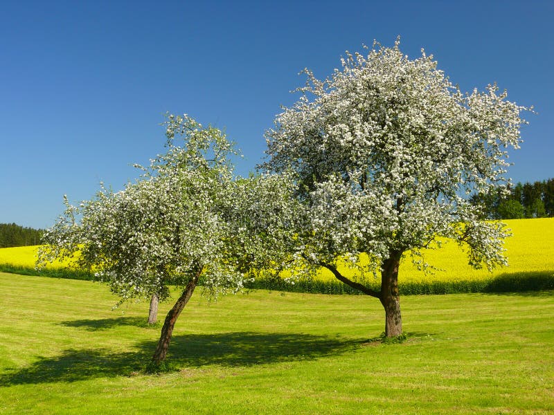 Alberi in fiore in una giornata di sole in primavera.