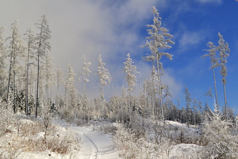 White trees with frost in a snowy country under clouds and blue sky