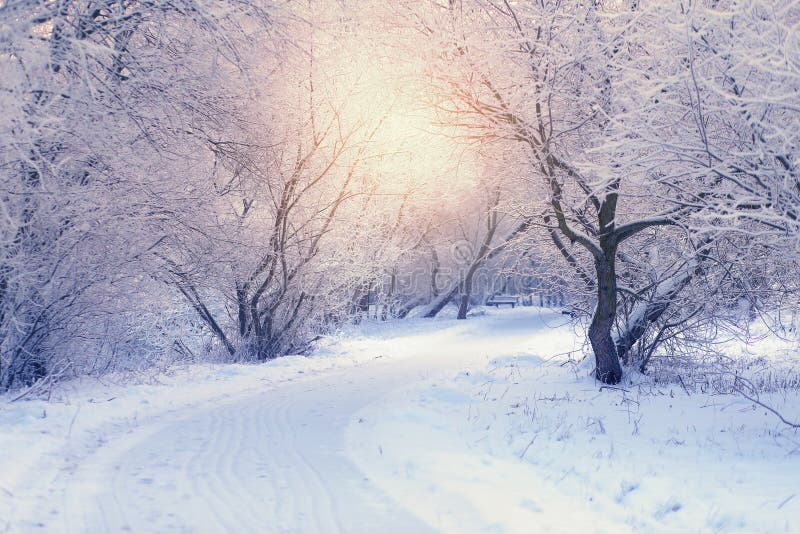 White Trees in Frosty Winter Morning Stock Image - Image of background ...