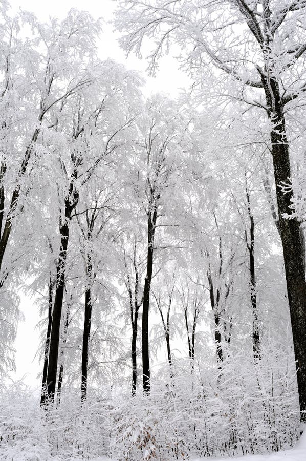 White Trees In Winter Season Stock Image - Image of travel ...